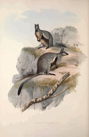 A monograph of the Macropodidæ or family of kangaroos John Gould 1842